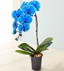 1 dallı süper eşsiz mavi orkide  Ankara gölbaşı çiçekçilik çiçek mağazası , çiçekçi adresleri incek 