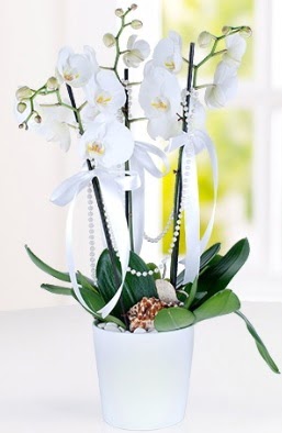 3 dallı beyaz orkide  Ankara anatolia çiçekçi çiçek yolla   