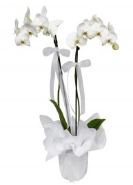 2 dallı beyaz orkide  Ankara abidinpaşa çiçekçilik güvenli kaliteli hızlı çiçek etlik 