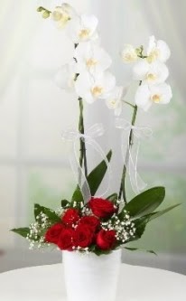 2 dallı beyaz orkide 7 adet kırmızı gül  Ankara mağaza çiçekçilik 14 şubat sevgililer günü çiçek keçiören 