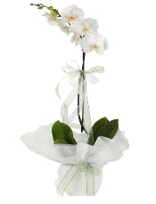 1 dal beyaz orkide çiçeği  Ankara yenimahalle çiçekçilik çiçek siparişi vermek kızılay 