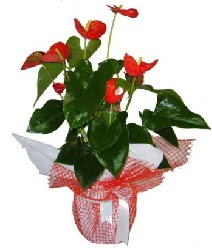Antoryum saks� i� mekan s�s bitkisi  �i�ek�ilik �i�ek servisi , �i�ek�i adresleri g�lba�� 