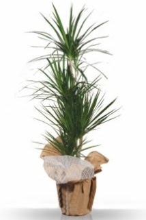 3 l� Marginata �� mekan saks� �i�e�i  �i�ek�ilik �i�ek servisi , �i�ek�i adresleri g�lba�� 