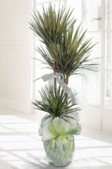 Marginata Tricolor ��l� Saks� bitkisi  Ankara yenimahalle �i�ek�ilik �i�ek sipari�i vermek k�z�lay 