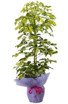 Schefflera Tekli �� mnekan saks� �i�e�i  dikmen �i�ek�ilik �i�ek�i ma�azas� online