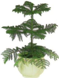 Araucaria Heterophylla i� mekan saks�  Ankara g�lba�� �i�ek�ilik �i�ek ma�azas� , �i�ek�i adresleri incek 