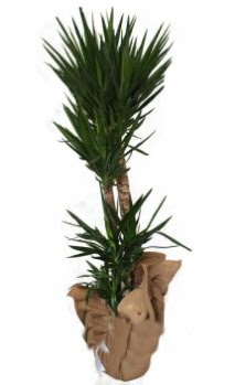 3 l� Yucca i� mekan saks� �i�e�i  �i�ek�ilik anneler g�n� �i�ek yolla bilkent 