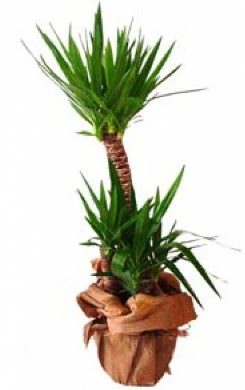 2 li yucca saks� �i�e�i  Ankara g�lba�� �i�ek�ilik �i�ek ma�azas� , �i�ek�i adresleri incek 