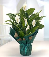 Spatifilyum Bar�� �i�e�i B�y�k boy  �i�ek�ilik �i�ek servisi , �i�ek�i adresleri g�lba�� 