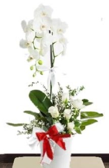 Tek dallı beyaz orkide 5 beyaz gül  Ankara oran çiçekçilik çiçek siparişi sitesi ucuz çiçekleri 