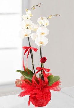 2 dallı beyaz orkide ve 1 adet kırmızı gül  çiçekçilik anneler günü çiçek yolla bilkent  