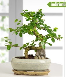 S şeklinde ithal gerçek bonsai japon ağacı  kavaklıdere çiçekçilik internetten çiçek satışı balgat