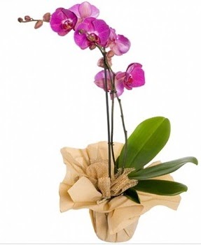 Tek dal mor orkide  Ankara anatolia çiçekçilik çiçek gönderme sitemiz güvenlidir 