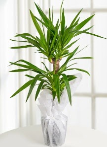 2 li yucca saks� i� mekan bitkisi  Ankara �i�ek�ilik �i�ek sat��� 