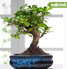 Bonsai japon a�ac�  Ankara �i�ek�ilik �i�ek sat��� 