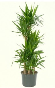 7 li yucca saks� bitkisi  �i�ek�ilik �i�ek servisi , �i�ek�i adresleri g�lba�� 