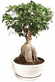 Bonsai japon a�ac� yaprak d�kmeyen  Ankara anatolia �i�ek�i �i�ek yolla  