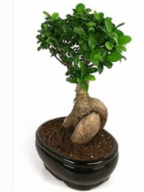 Bonsai saks� bitkisi japon a�ac�  Ankara oran �i�ek�ilik �i�ek sipari�i sitesi ucuz �i�ekleri 