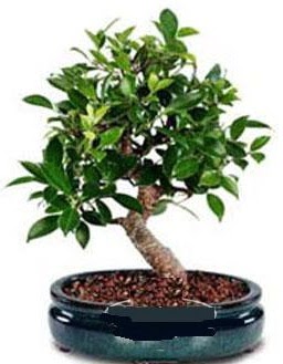 5 ya��nda japon a�ac� bonsai bitkisi  �i�ek�ilik anneler g�n� �i�ek yolla bilkent 