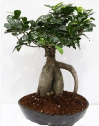 5 ya��nda japon a�ac� bonsai bitkisi  kavakl�dere �i�ek�ilik internetten �i�ek sat��� balgat