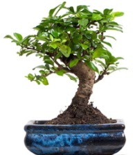 5 ya��nda japon a�ac� bonsai bitkisi  Ankara �i�ek�ilik �i�ek sat��� 