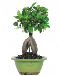 5 ya��nda japon a�ac� bonsai bitkisi  hediye �i�ek�ilik cicek , cicekci bat�kent