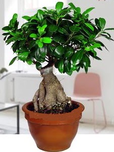 5 yanda japon aac bonsai bitkisi  Ankara keiren iekilik online iek gnderme sipari eryaman 