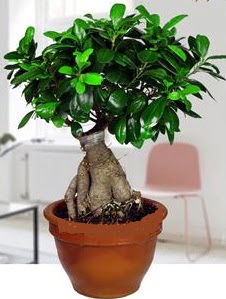 5 ya��nda japon a�ac� bonsai bitkisi  Ankara ke�i�ren �i�ek�ilik online �i�ek g�nderme sipari� eryaman 