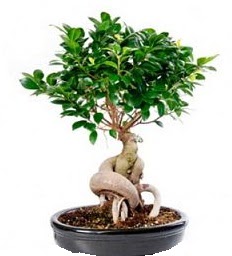 Bonsai Japon a�ac� saks� bitkisi  Ankara ma�aza �i�ek�ilik 14 �ubat sevgililer g�n� �i�ek ke�i�ren 