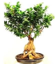 Bonsai Japon a�ac� saks� bitkisi  Ankara oran �i�ek�ilik �i�ek sipari�i sitesi ucuz �i�ekleri 