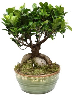 Japon a�ac� bonsai saks� bitkisi  Ankara �i�ek�ilik �nternetten �i�ek sipari�i  