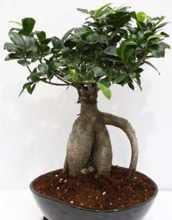 Japon aac bonsai saks bitkisi  Ankara anatolia ieki iek yolla  