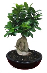 Japon a�ac� bonsai saks� bitkisi  �i�ek�ilik ucuz �i�ek g�nder 