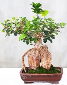Japon aac bonsai saks bitkisi  iekilik ucuz iek gnder 