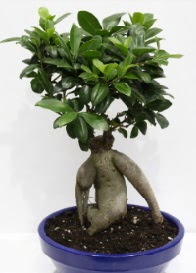 bonsai japon a�ac� saks� �i�e�i  �i�ek�ilik �i�ek servisi , �i�ek�i adresleri g�lba�� 