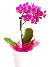 Tek dallı mor orkide  Ankara çiçek çiçekçi telefonları  