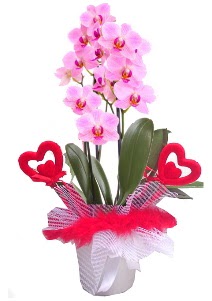 2 dall� mor orkide 2 kalp �ubuk  �ankaya �i�ek�ilik hediye �i�ek yolla 