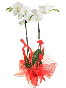 2 dall beyaz orkide bitkisi  Ankara buket iekilik uluslararas iek gnderme ulus 