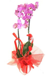 2 dall mor orkide bitkisi  Ankara iekilik iek sat 