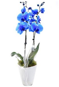 2 dallı AŞILI mavi orkide  Ankara çiçekçilik çiçek satışı 