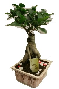 Japon a�ac� bonsai seramik saks�  Ankara g�lba�� �i�ek�ilik �i�ek ma�azas� , �i�ek�i adresleri incek 