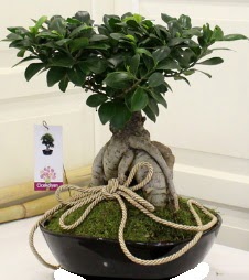 Japon ağacı bonsai satışı  çiçekçilik çiçek servisi , çiçekçi adresleri gölbaşı 