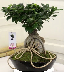 Japon a�ac� bonsai sat���  �i�ek�ilik �i�ek servisi , �i�ek�i adresleri g�lba�� 