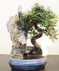 Japon a�ac� bonsai saks� bitkisi sat���  kavakl�dere �i�ek�ilik internetten �i�ek sat��� balgat