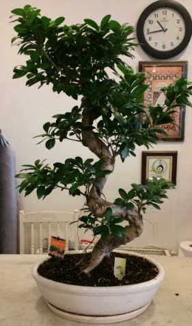 100 cm yüksekliğinde dev bonsai japon ağacı  Ankara çiçekçilik İnternetten çiçek siparişi  
