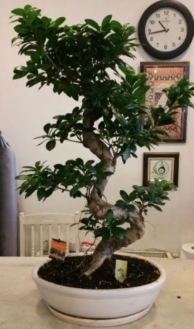 100 cm y�ksekli�inde dev bonsai japon a�ac�  Ankara �i�ek�ilik �nternetten �i�ek sipari�i  