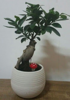 Bonsai japon a�ac� saks� �i�e�i  Ankara anatolia �i�ek�ilik �i�ek g�nderme sitemiz g�venlidir 