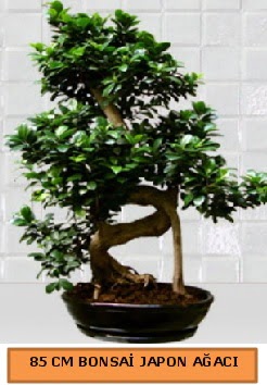 85 CM Japon a�ac� Bonsai saks� bitkisi  �i�ek�ilik ucuz �i�ek g�nder 
