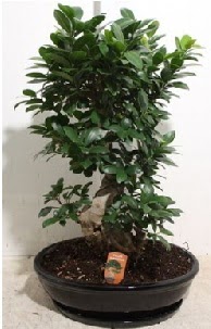 75 CM Ginseng bonsai Japon ağacı  çankaya çiçekçilik hediye çiçek yolla 