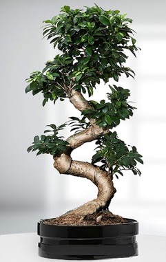 90 CM Japon A�ac� Bonsai saks� �i�e�i  Ankara abidinpa�a �i�ek�ilik g�venli kaliteli h�zl� �i�ek etlik 